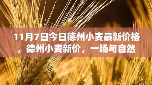 德州小麦最新价格,与自然美景的邂逅,启程寻找内心的宁静与平和之旅