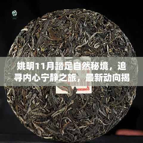 姚明11月踏足自然秘境,追寻内心宁静之旅,最新动向揭秘