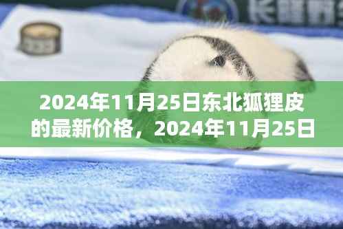 2024年东北狐狸皮最新价格解析,特性、使用体验与目标用户群体深度探讨
