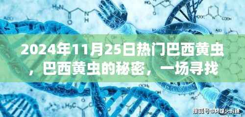 巴西黄虫的秘密,寻找内心平静的奇妙旅程纪实