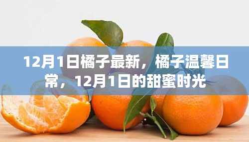 12月1日橘子温馨日常,甜蜜时光的记录