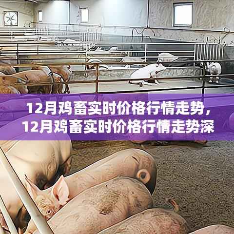 深度解析,12月鸡畜价格行情走势及实时价格概览
