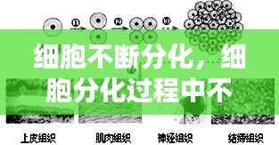 细胞不断分化,细胞分化过程中不会出现什么