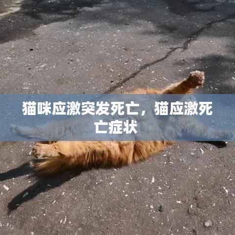 猫咪应激突发死亡,猫应激死亡症状