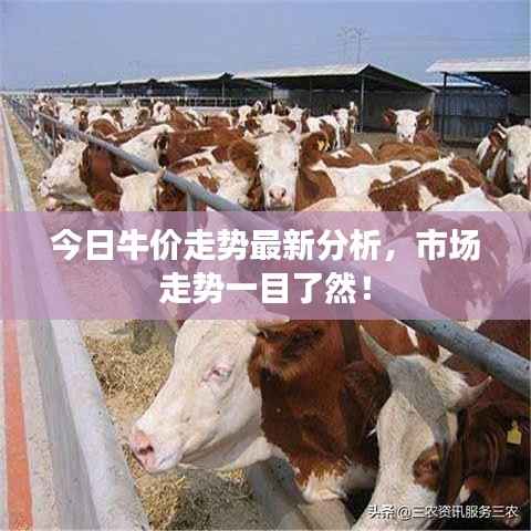 今日牛价走势最新分析,市场走势一目了然!