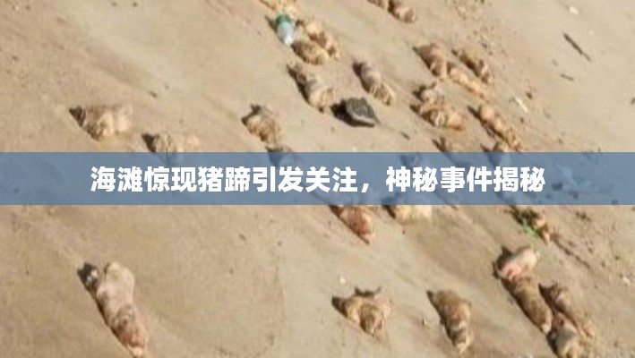 海滩惊现猪蹄引发关注,神秘事件揭秘