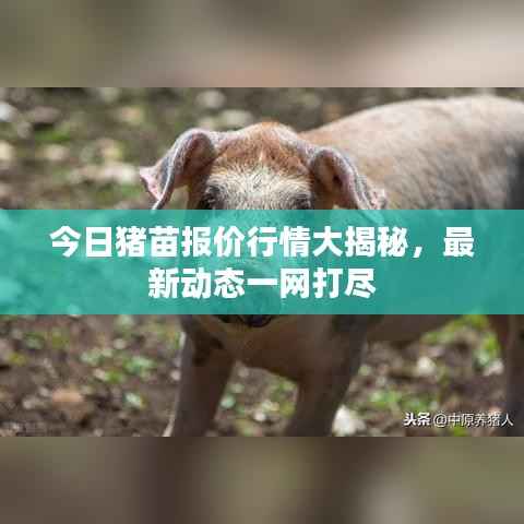 今日猪苗报价行情大揭秘，最新动态一网打尽