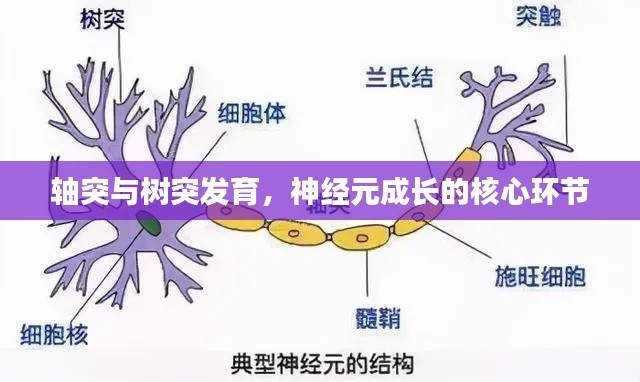 轴突与树突发育,神经元成长的核心环节