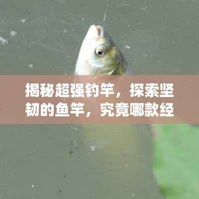 揭秘超强钓竿,探索坚韧的鱼竿,究竟哪款经得起考验?
