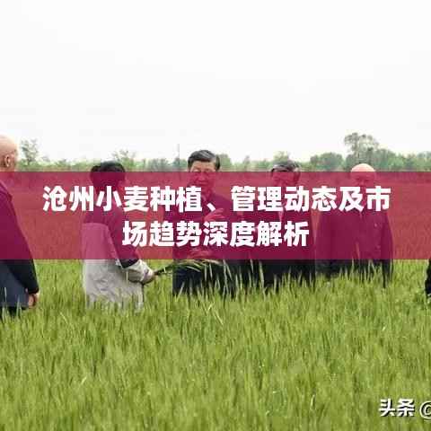 沧州小麦种植、管理动态及市场趋势深度解析