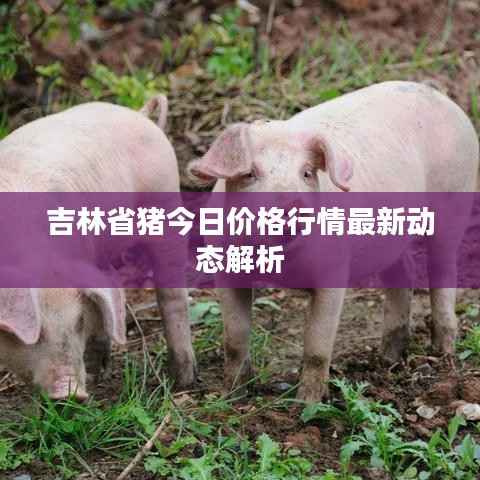 吉林省猪今日价格行情最新动态解析