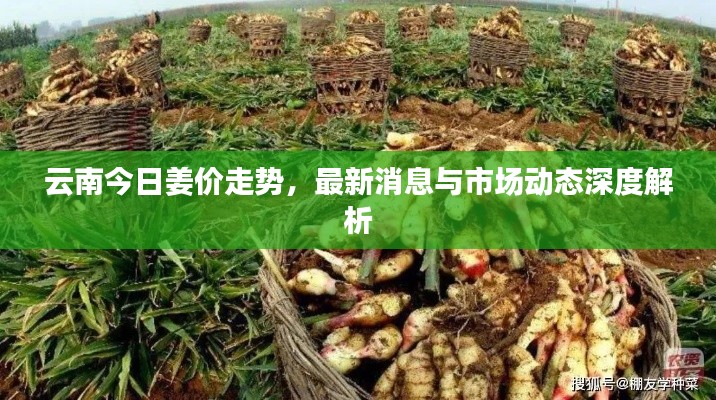 云南今日姜价走势,最新消息与市场动态深度解析