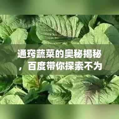 通窍蔬菜的奥秘揭秘，百度带你探索不为人知的健康功效！