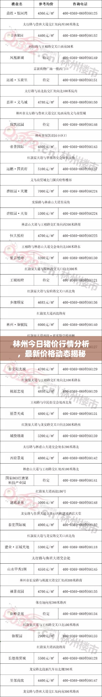 林州今日猪价行情分析,最新价格动态揭秘